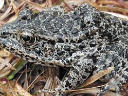 Dusky_Gopher_Frog-600x300