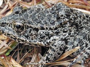 Dusky_Gopher_Frog-600x300