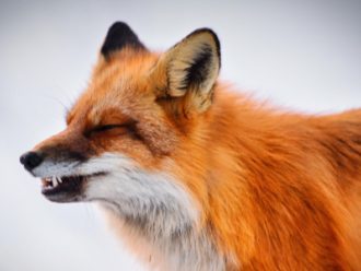 fox-sneeze-600x300