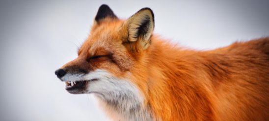 fox-sneeze-600x300