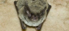 northern_long_eared_bat1a_600x300-min