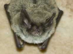 northern_long_eared_bat1a_600x300-min